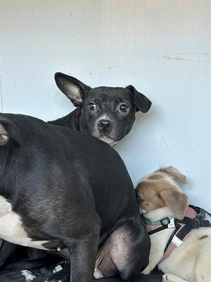 A170959, Pit Bull Terrier, young, available for adoption