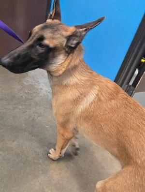 A170997, Belgian Shepherd Malinois, young, available for adoption