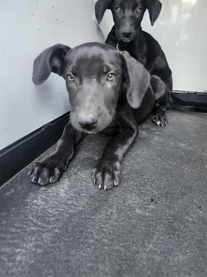 Two black puppies sitting on a gray floor, one looking directly at the camera and the other slightly behind it.