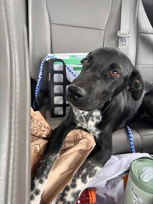 A171138, Border Collie, puppy, available for adoption