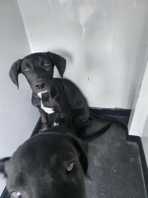 A170794, Labrador Retriever, puppy, available for adoption
