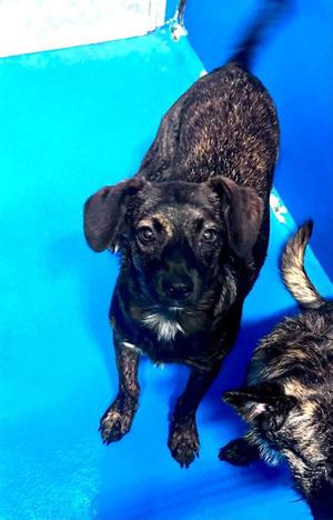 A170964, German Shepherd Dog, puppy, available for adoption