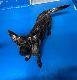 A170962, German Shepherd Dog, puppy, available for adoption