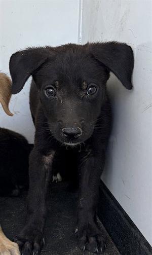 A170728, German Shepherd Dog, puppy, available for adoption
