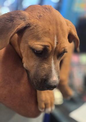 A close-up of a brown dog with floppy ears, looking downwards.
