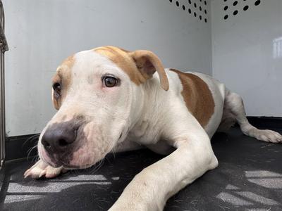A171148, Pit Bull Terrier, young, available for adoption