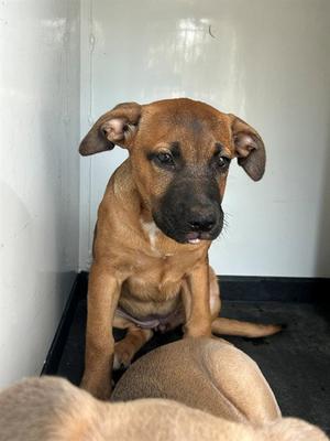 A170792, Pit Bull Terrier, puppy, available for adoption