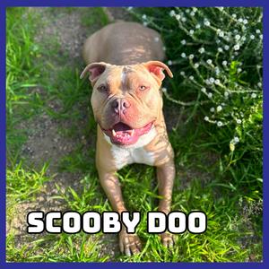 Scooby Doo, Terrier, American Pit Bull, adult, available for adoption