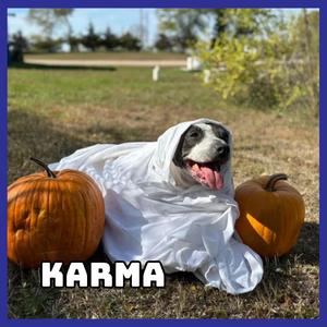 Karma, Terrier, American Pit Bull, adult, available for adoption