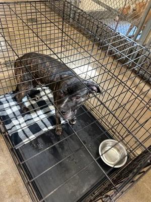 Cooper, Mixed Breed, adult, available for adoption