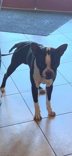 Kai, Boston Terrier Mix, adult, available for adoption
