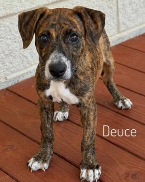 Deuce, Hound and American Pit Bull Terrier, puppy, available for adoption