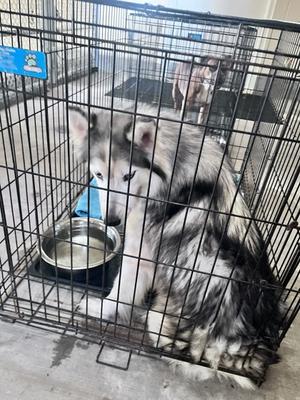 Jiggly Puff, Siberian Husky Mix, adult, available for adoption