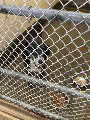 Myrtle Snow, Labrador Retriever Mix, senior, available for adoption