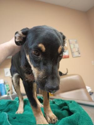Hermione, Manchester Terrier Mix, young, available for adoption
