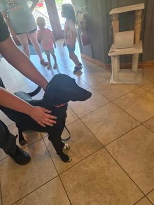 Goose, Labrador Retriever Mix, young, available for adoption