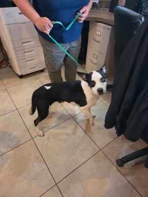 Abigail Marston, Australian Cattle Dog Mix, young, available for adoption