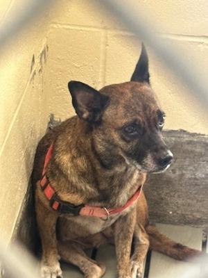 Penelope, Mixed Breed, adult, available for adoption