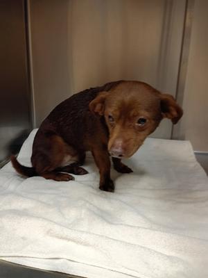 Fiona, Terrier Mix, adult, available for adoption