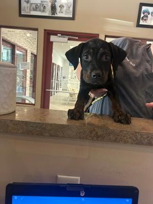 a black puppy with floppy ears standing on a counter, looking at the camera