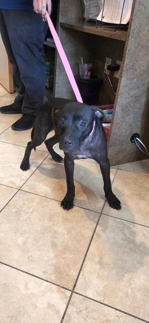 Ekans, Terrier Mix, adult, available for adoption