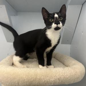 Patrick, kitten, available for adoption