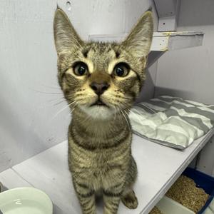 Grog, kitten, available for adoption