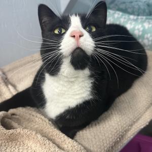 Millie, adult, available for adoption