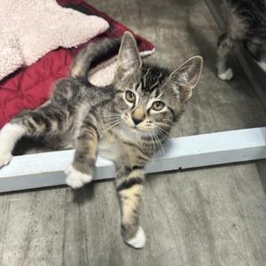 Scanlan, kitten, available for adoption