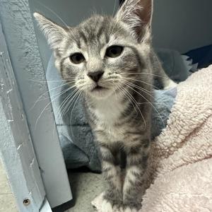 A gray tabby kitten with white paws and chest, sitting on a soft blanket, looking directly at the camera.