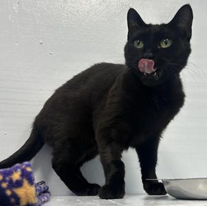 Lil Bits, kitten, available for adoption