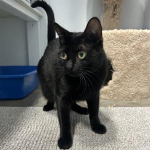 Obsidian, young, available for adoption