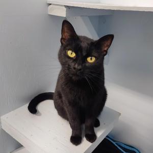 Princess Pretzel, young, available for adoption