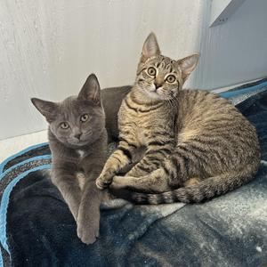 Scooby, kitten, available for adoption