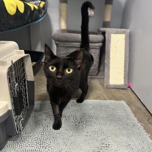 Avril, young, available for adoption
