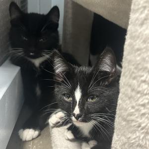 Kitten, kitten, available for adoption