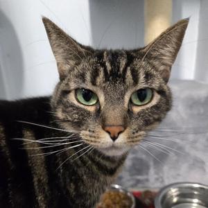 Pebbles, adult, available for adoption