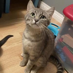 Artemas, young, available for adoption