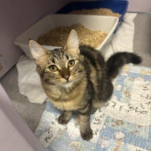 Pike, kitten, available for adoption