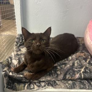 Enrelle, young, available for adoption