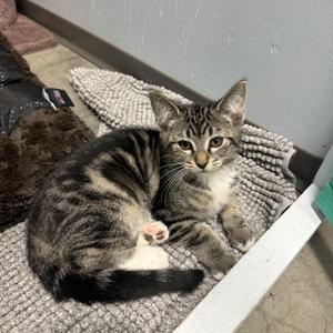 Keyleth, kitten, available for adoption
