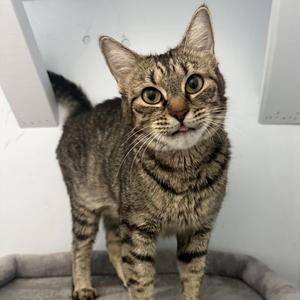 Kitty, young, available for adoption