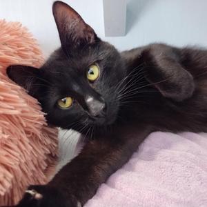 Simon, adult, available for adoption