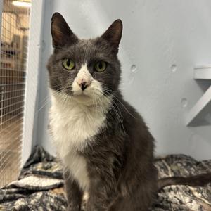 Vivienne, senior, available for adoption