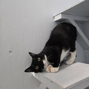 A black and white cat sitting on a white step, looking to the left.
