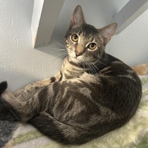 Nugget, kitten, available for adoption