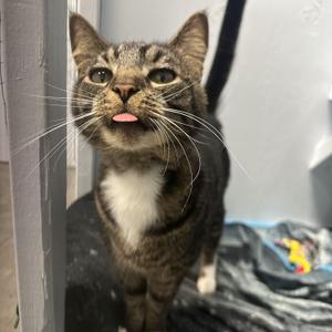 Joseph, adult, available for adoption