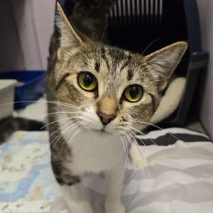 Vex'ahlia, kitten, available for adoption
