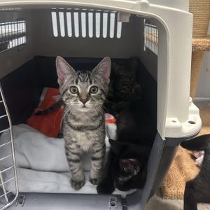 Kitten, kitten, available for adoption
