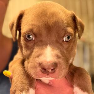 A close-up photograph of a brown puppy with bright blue eyes being held by human hands.